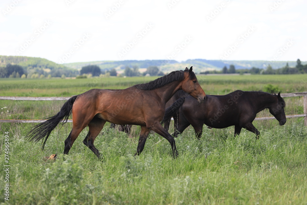Herd of horses galloping across the field Herd of horses galloping across the field
