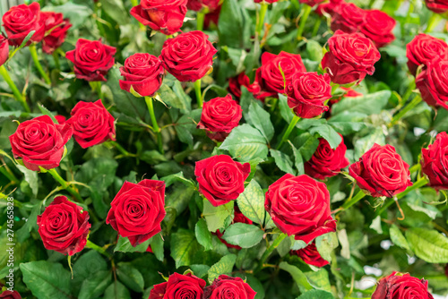 Fresh, natural red roses with green leaves. background