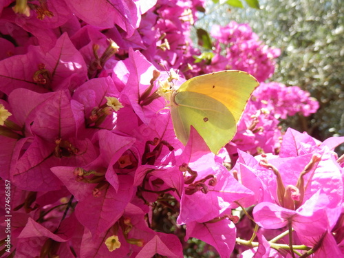 papillon photo