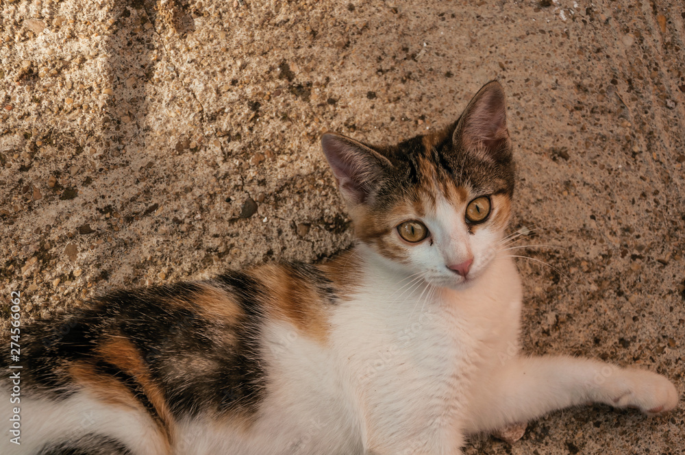 Kitten lying on sand in a farm
