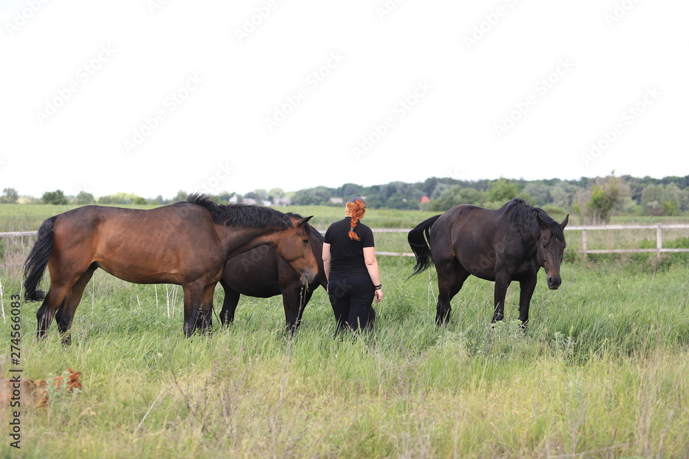 Herd of horses galloping across the field