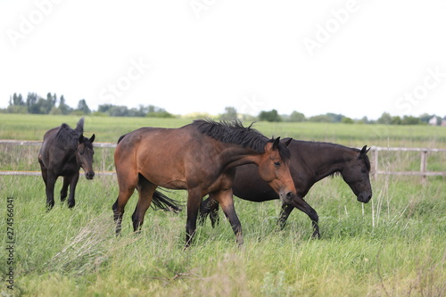 Herd of horses galloping across the field © Мария Старосельцева