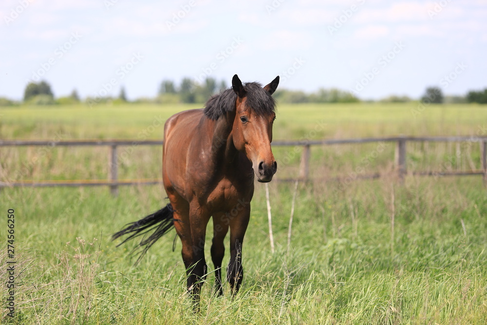 Herd of horses galloping across the field Herd of horses galloping across the field