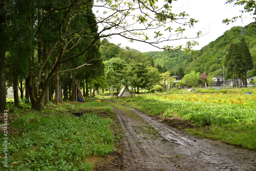 Fototapeta premium 田舎の風景