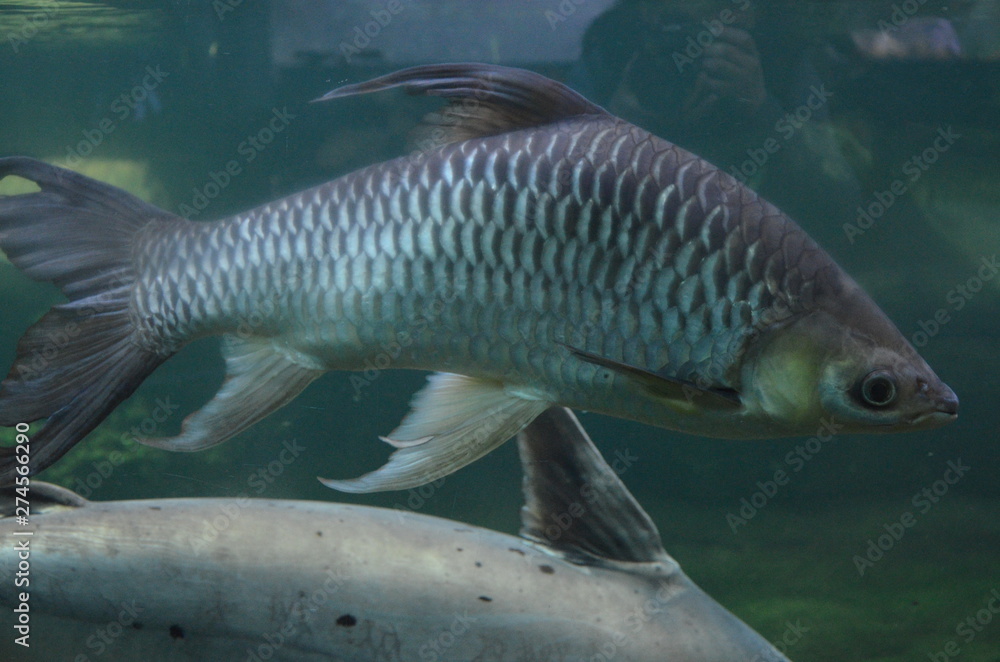 Tropical fish in aquarium, Berlin Tropical fish in aquarium, Berlin