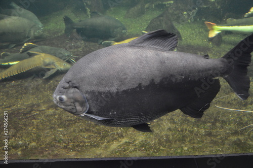 Tropical fish in aquarium, Berlin