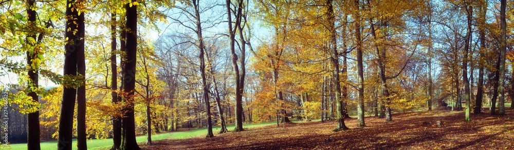 Old broad leaf (probably beech) trees in the park at autumn afternoon daylight Old broad leaf (probably beech) trees in the park at autumn afternoon daylight