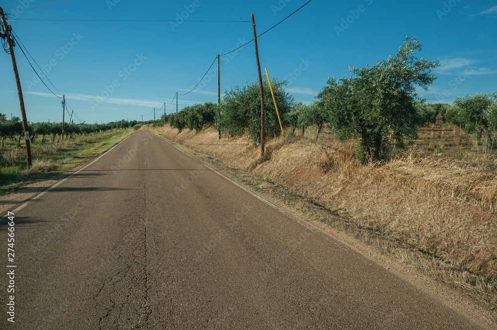 Road next to farm with olive trees Road next to farm with olive trees