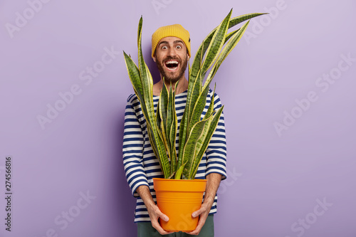 Cheerful male plant lover cares about decorative domestic flower, holds pot of sansevieria, keeps head through leaves, wears striped sailor jumper, isolated over purple background. Best hobby photo