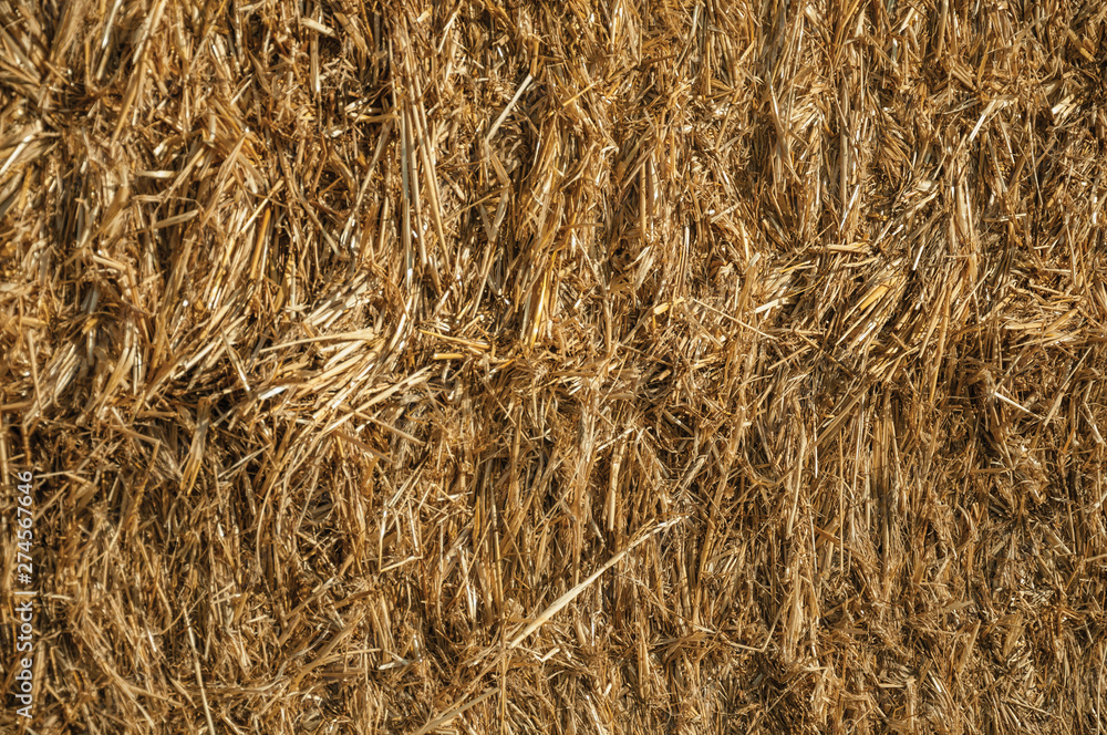 Close-up of Straw from a hay bale in a farm Close-up of Straw from a hay bale in a farm