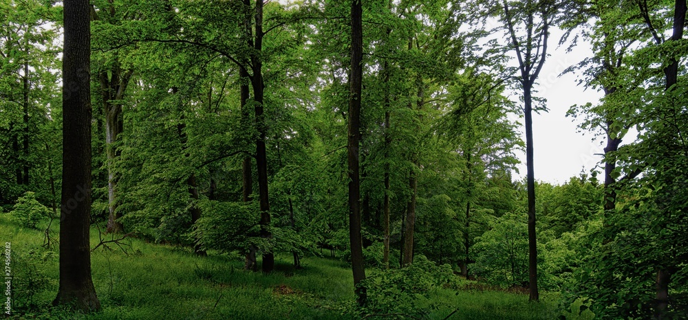 Obraz premium Broad leaf trees forest at spring daylight