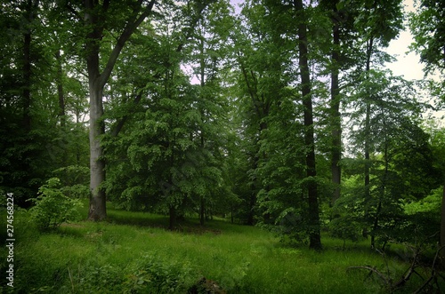 Broad leaf trees forest at spring daylight