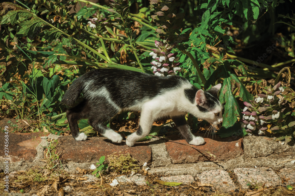 Cat walking like in a hunt at farm Cat walking like in a hunt at farm