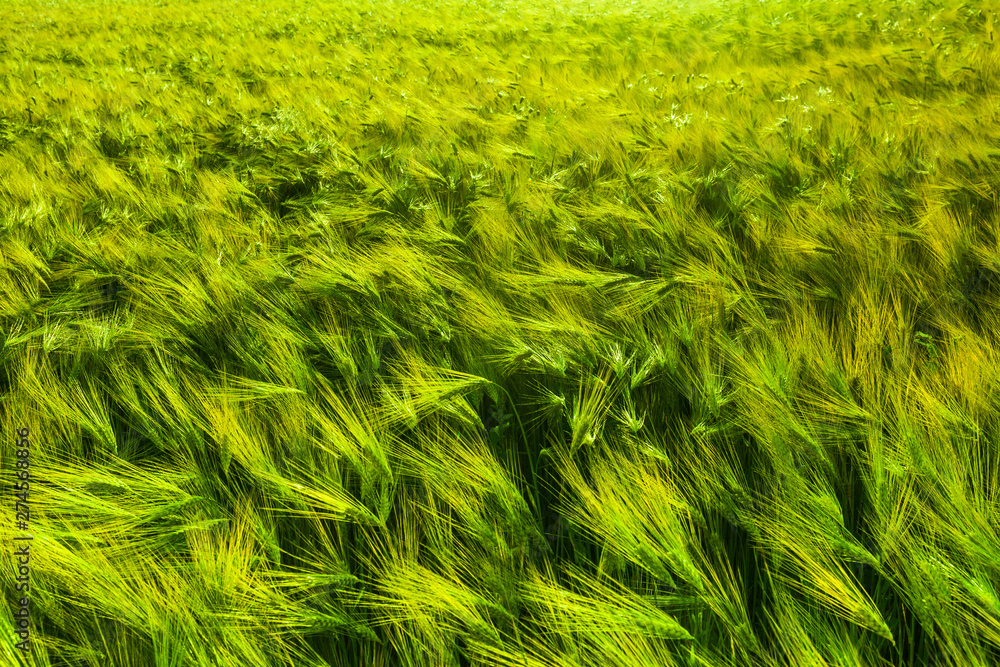 Wheat grows on the field. shot before sunset