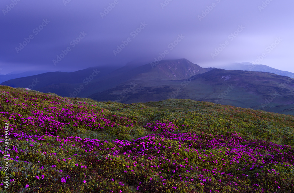Obraz premium Rhododendron flowers in morning twilight. Rodna Mountains, Romania