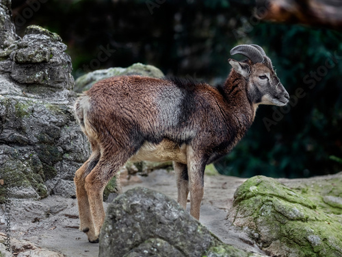 Young moufflon male on the rock. Latin name - Ovis aries orientalis