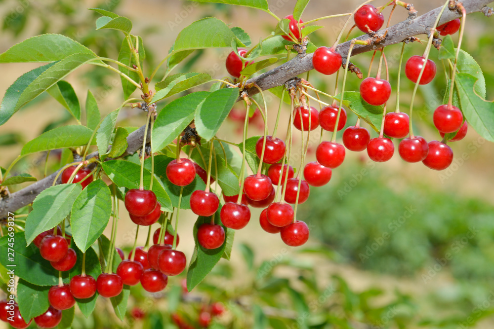 Berries of red cherry on a branch