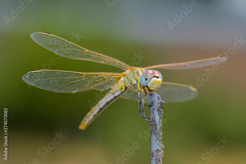 Dragonfly Sitting On A Stick