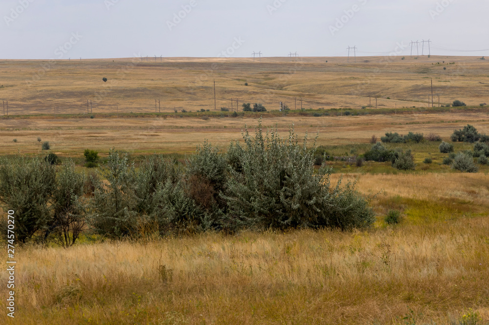 Gold meadow with lonely green trees far away and blue calm tender sky above. Yellow dry grass. Electric poles in the field. Travelling. Ural landscapes Gold meadow with lonely green trees far away and blue calm tender sky above. Yellow dry grass. Electric poles in the field. Travelling. Ural landscapes