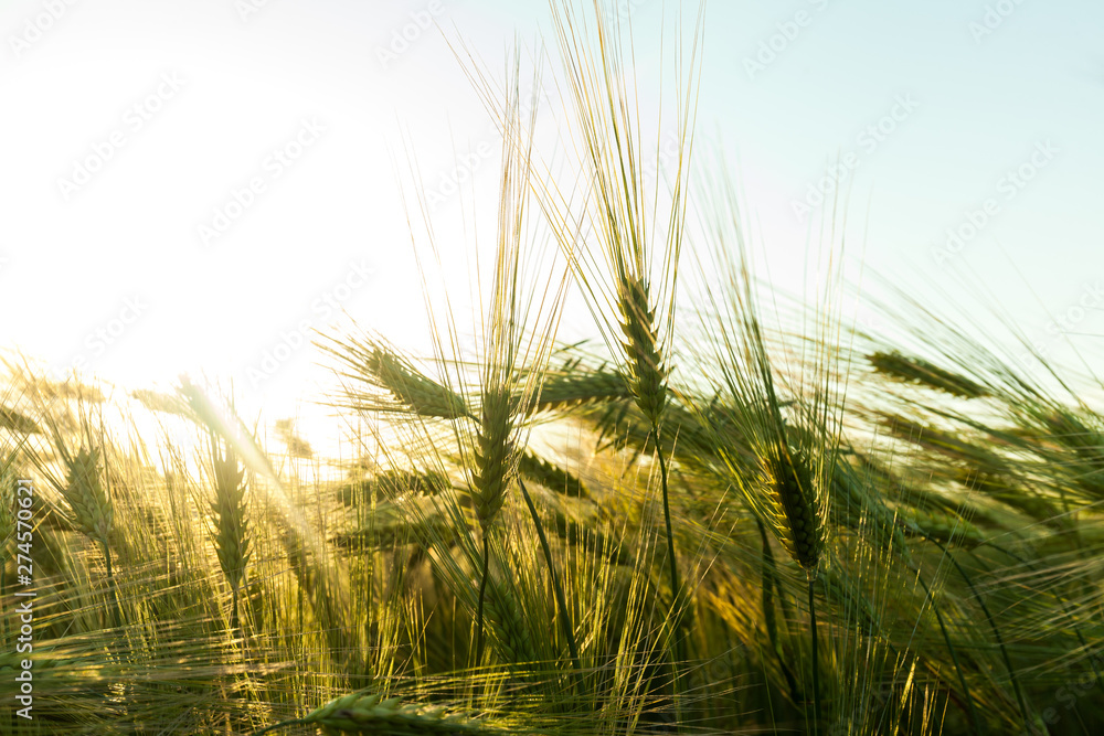 Wheat grows on the field. shot before sunset Wheat grows on the field. shot before sunset