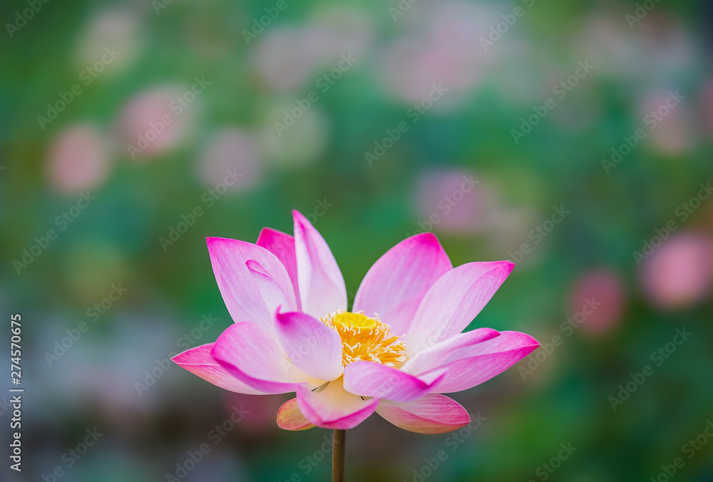 Closeup pink lotus blooming with blurry leaf field background. Closeup pink lotus blooming with blurry leaf field background.