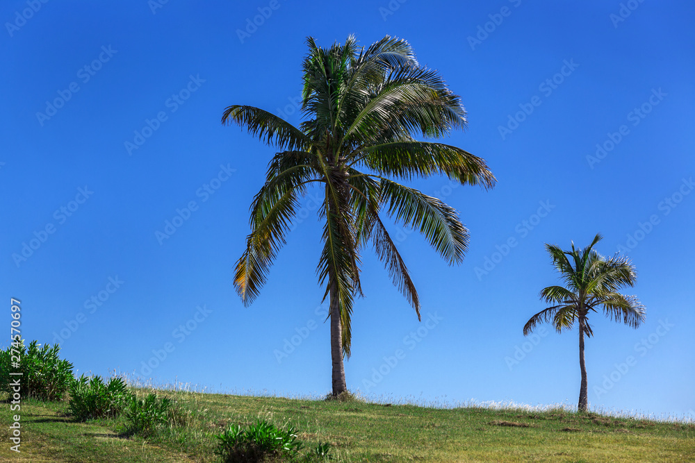 coconut palm on clear sky