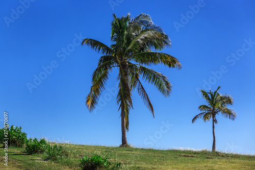 coconut palm on clear sky