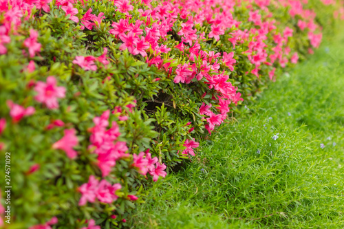 ピンク色のツツジの花