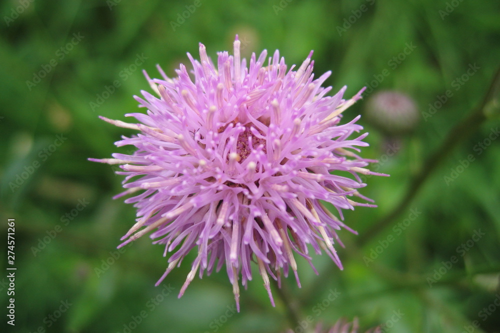 Purple Thistle flower closeup on green background. Purple Thistle flower closeup on green background.