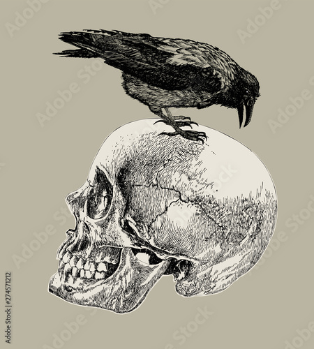 Raven on a human skull. Hand drawing, vector illustration.