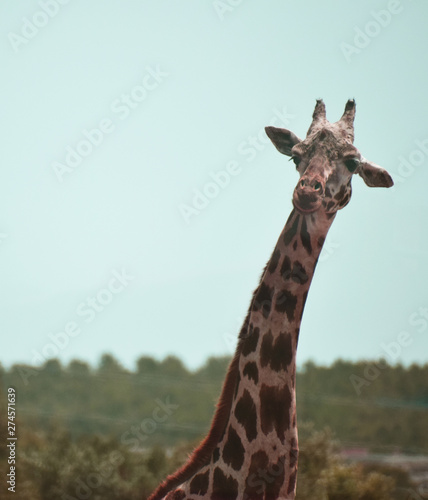 Photography giraffe in the zoo