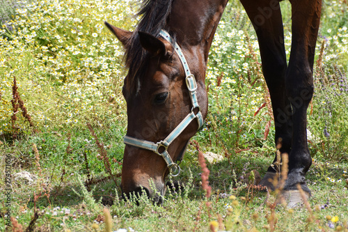 Head of the horse. Horse eats the grass on the field.