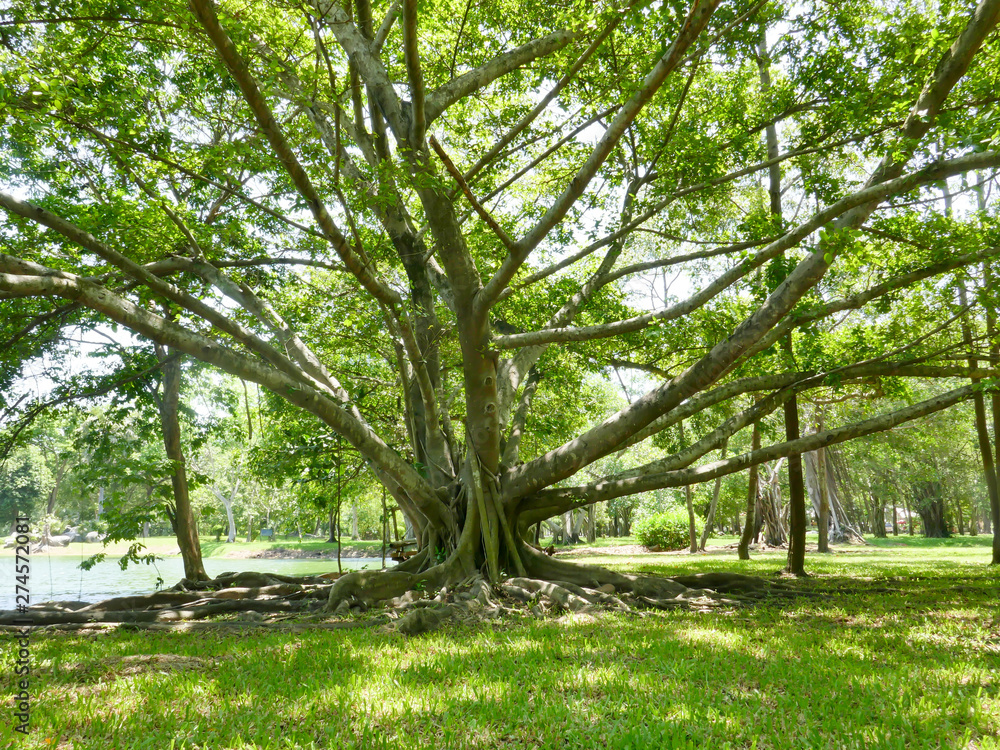 large tree with roots covering the ground, a large tree in the garden