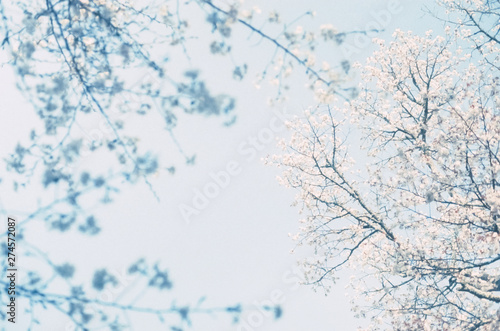 奈良の吉野桜と青空