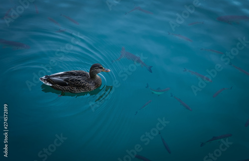 Duck swimming in water, plitvice lakes, Croatia. Lots of fish in the background.