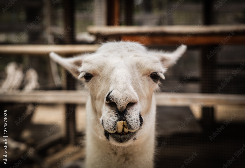 Fototapeta premium Close up lama portrait with focus on front part of face