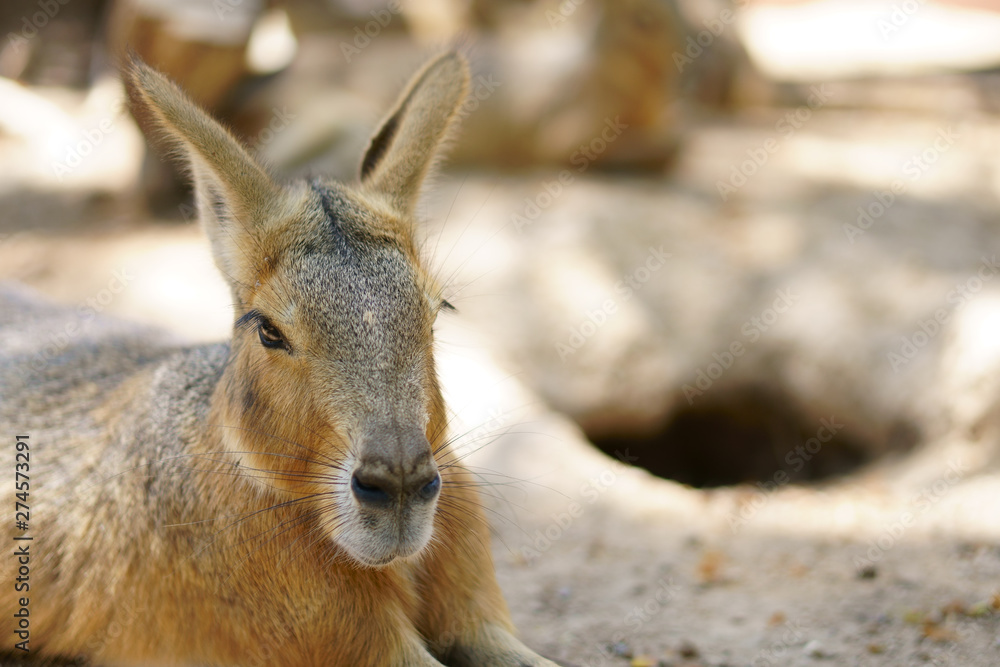 close up head patagonian mara or dolichotis patagonum and dillaby with rabbit breed and cavity for wild life and animal on nature in jungle or zoo