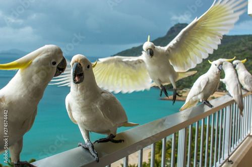Wallpaper Mural Hamilton Island Cockatoos Torontodigital.ca