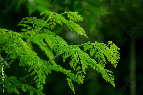 Natural Moringa leaves photo