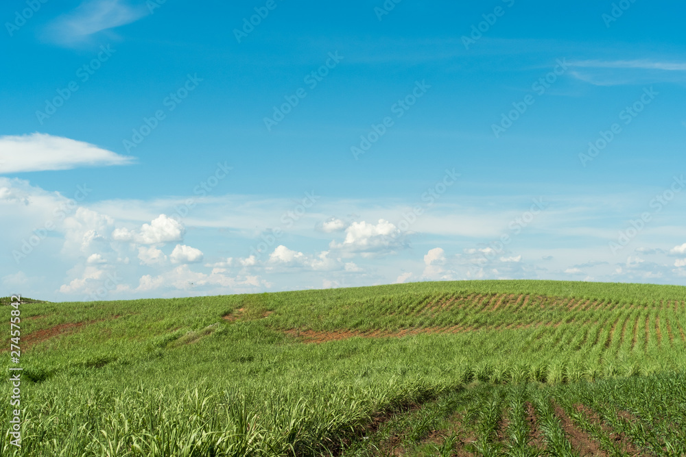 Cultivation of corn at the base of the mountains in the valley. Cultivation of corn at the base of the mountains in the valley.