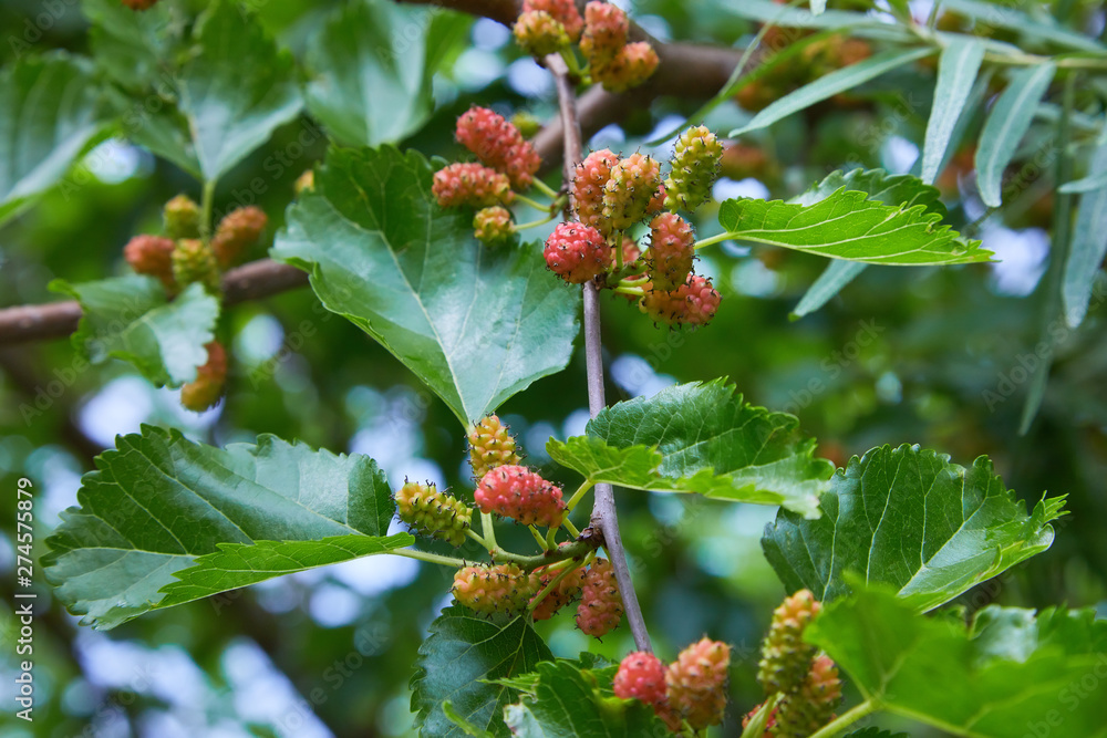 Fresh mulberry, green and red mulberries on the branch of tree. Fresh mulberry, green and red mulberries on the branch of tree.