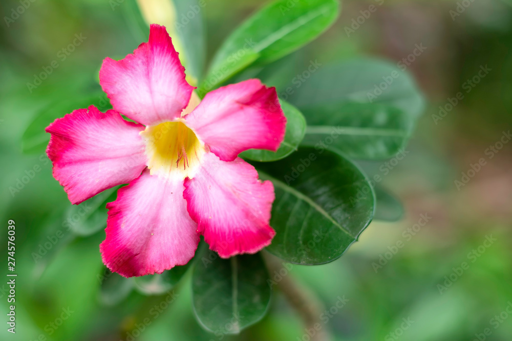 Azalea is the name of a colorful plant of beautiful flowers. Is a plant that is easy to grow Resistant to extreme drought conditions Until receiving the nickname Azalea is the name of a colorful plant of beautiful flowers. Is a plant that is easy to grow Resistant to extreme drought conditions Until receiving the nickname