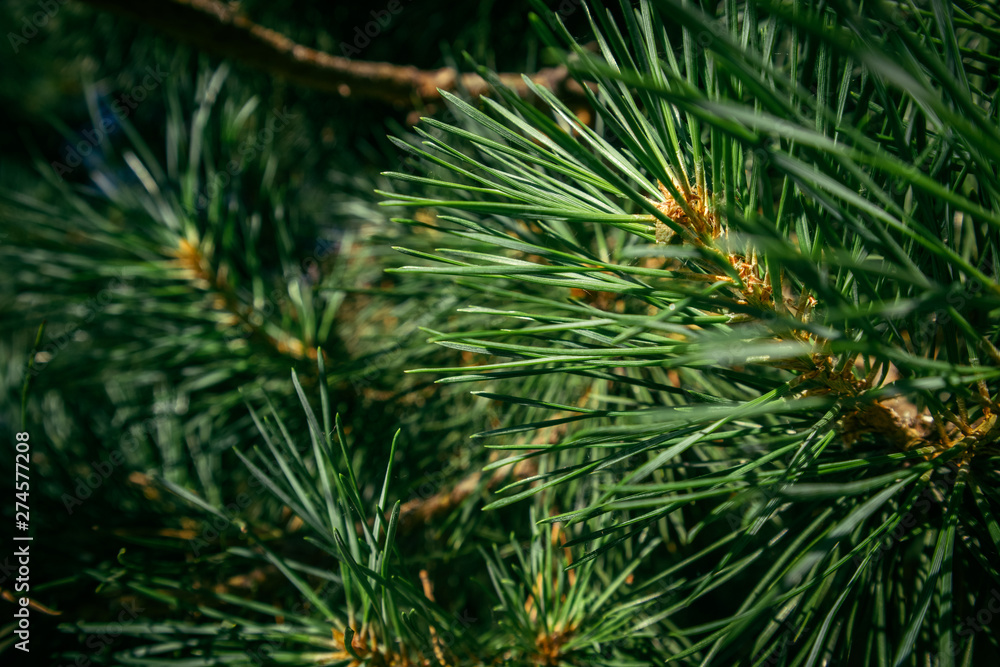 pine branch in the forest with needles pine branch in the forest with needles