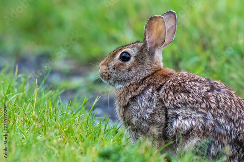 Young Eastern Cottontail (Sylvilagus Floridanus) rabbit on the grassy trail covered in morning dew © rabbitti