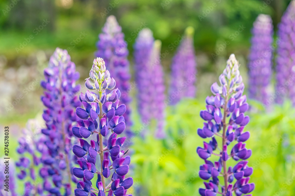 Obraz premium Lupinus polyphyllus flowers