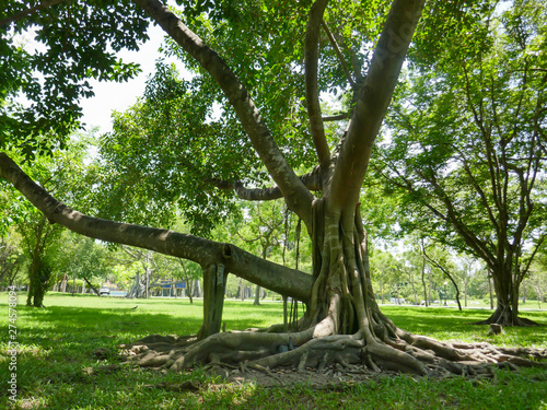 large tree with roots covering the ground, a large tree in the garden © kanchana