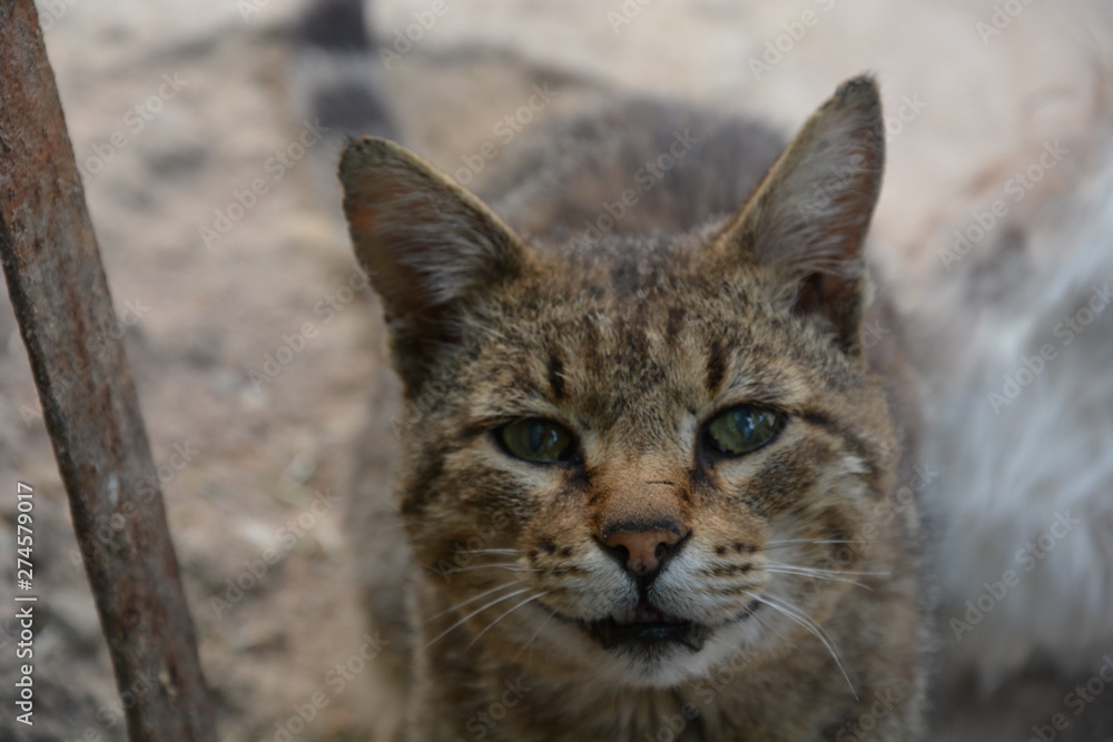 old cat old cat