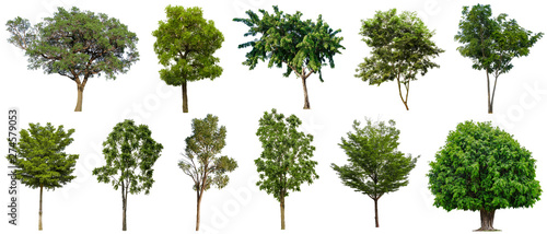 Set beautiful trees isolated on white background, Suitable for use in architectural design and decoration work.