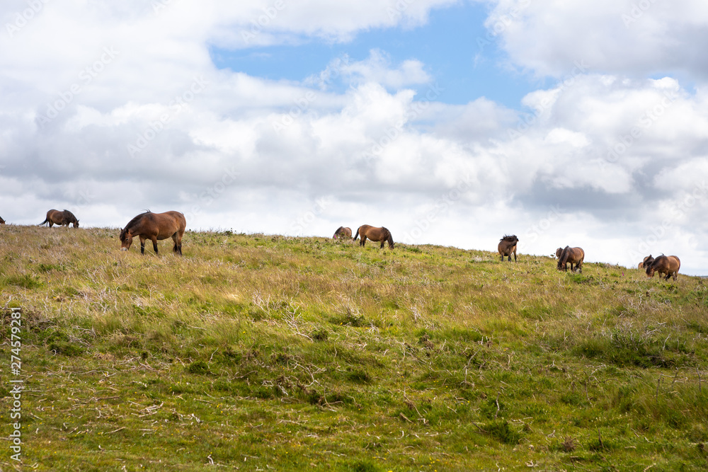 Exmoor Ponys 04 Exmoor Ponys 04