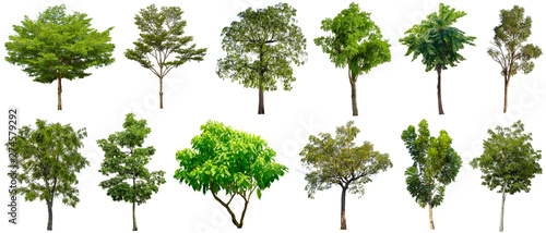 Set beautiful trees isolated on white background   Suitable for use in architectural design and decoration work